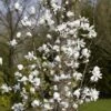 Beverboom Als Struik (Magnolia Loebneri 'Merrill') -Aanbiedingen Groene Hekken Winkel magnolia x loebneri merrill01 1