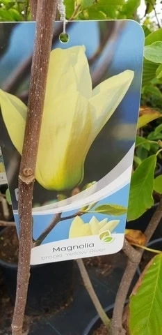 Magnolia (Magnolia 'Yellow River') 4 Magnolia (Magnolia 'Yellow River') - Afbeelding 2