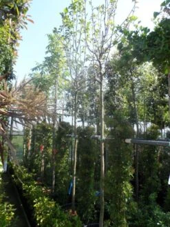 Beverboom (Magnolia 'Yellow River') -Aanbiedingen Groene Hekken Winkel magnolia yellow river 10 12 14ho cont 1