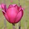 Beverboom (Magnolia 'Black Tulip') 1 Beverboom (Magnolia 'Black Tulip') -Aanbiedingen Groene Hekken Winkel magnoliablacktulip3