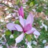 Beverboom (Magnolia 'Galaxy') -Aanbiedingen Groene Hekken Winkel magnoliagalaxyvi 1 2