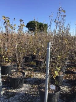 Beverboom (Magnolia 'Genie') -Aanbiedingen Groene Hekken Winkel magnoliagenie02 1