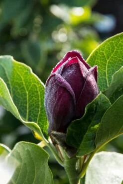 Beverboom (Magnolia 'Genie') -Aanbiedingen Groene Hekken Winkel magnoliagenie03