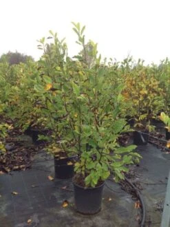 Beverboom (Magnolia Loebneri 'Leonard Messel') 8 Beverboom (Magnolia Loebneri 'Leonard Messel') -Aanbiedingen Groene Hekken Winkel magnolialeonardmessel02 1