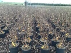 Beverboom (Magnolia Loebneri 'Leonard Messel') -Aanbiedingen Groene Hekken Winkel magnolialeonardmessel03