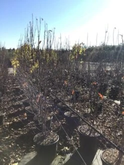 Roze Stermagnolia (Magnolia Stellata 'Rosea') -Aanbiedingen Groene Hekken Winkel magnoliastellatarosea01 1