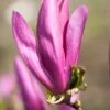 Meerstammige Beverboom (Magnolia 'Susan') -Aanbiedingen Groene Hekken Winkel magnoliasusanbloei 3