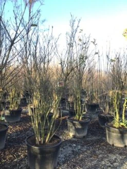 Meerstammige Beverboom (Magnolia 'Susan') -Aanbiedingen Groene Hekken Winkel magnoliasusanmeerstammig