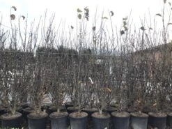 Beverboom, Struik (Magnolia Susan) 27 Beverboom, Struik (Magnolia Susan) -Aanbiedingen Groene Hekken Winkel magnoliasusanwinter 2