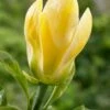 Beverboom (Magnolia Brooklynensis 'Yellow Bird') -Aanbiedingen Groene Hekken Winkel magnoliayellowbird01 1