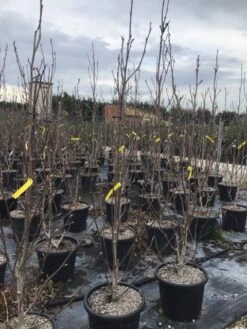 Beverboom (Magnolia Brooklynensis 'Yellow Bird') 7 Beverboom (Magnolia Brooklynensis 'Yellow Bird') -Aanbiedingen Groene Hekken Winkel magnoliayellowbird02 1 1