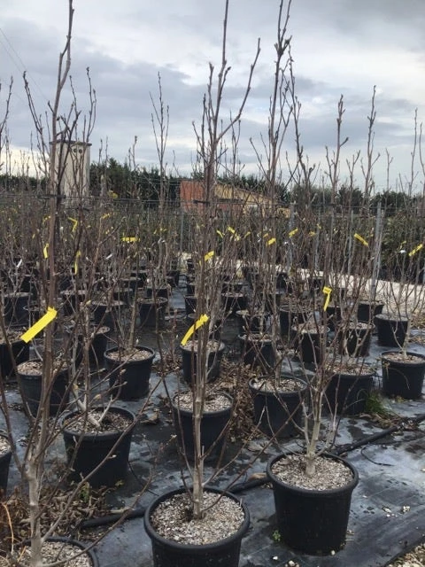 Beverboom (Magnolia Brooklynensis 'Yellow Bird') 5 Beverboom (Magnolia Brooklynensis 'Yellow Bird') - Afbeelding 3