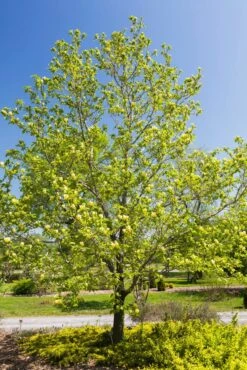Beverboom (Magnolia Brooklynensis 'Yellow Bird') -Aanbiedingen Groene Hekken Winkel magnoliayellowbirdvi02
