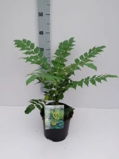 Chinese Mahoniestruik (Mahonia Bealei) -Aanbiedingen Groene Hekken Winkel mahonia 3 6