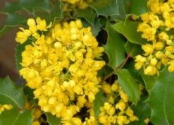 Mahoniestruik (Mahonia Aquifolium 'Apollo') -Aanbiedingen Groene Hekken Winkel mahonia apollo bloei