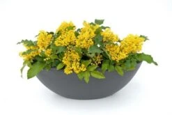 Mahoniestruik (Mahonia Aquifolium 'Apollo') -Aanbiedingen Groene Hekken Winkel mahonia apollo toepassing