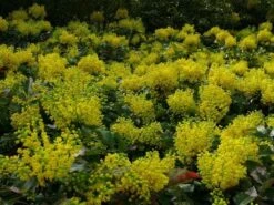 Mahoniestruik (Mahonia Aquifolium 'Apollo') -Aanbiedingen Groene Hekken Winkel mahonia apollo toepassing 1