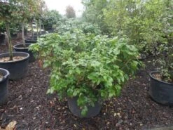 Mahoniestruik (Mahonia Aquifolium 'Apollo') -Aanbiedingen Groene Hekken Winkel mahonia aquifolium apollo c130