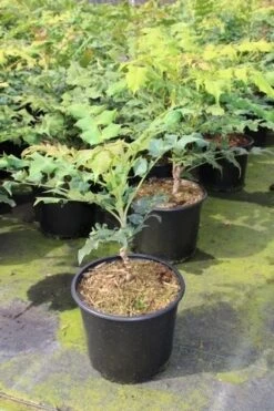 Chinese Mahoniestruik (Mahonia Bealei) -Aanbiedingen Groene Hekken Winkel mahonia bealei 1