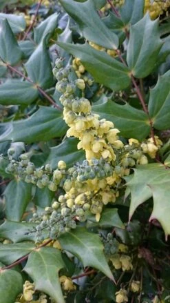 Mahoniestruik (Mahonia Japonica) -Aanbiedingen Groene Hekken Winkel mahonia japonica 1