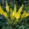 Mahoniestruik (Mahonia Media 'Winter Sun') -Aanbiedingen Groene Hekken Winkel mahoniawintersun01