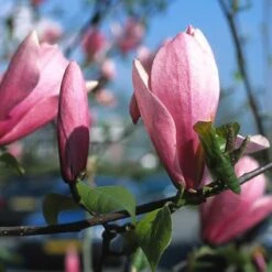 Nieuwe uitgaven 11 Beverboom (Magnolia 'Heaven Scent')