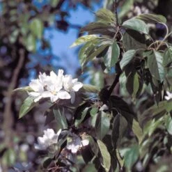 Sierappel (Malus 'John Downie') -Aanbiedingen Groene Hekken Winkel majdowni 12 2