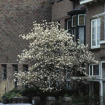 Beverboom (Magnolia Kobus) 4 Beverboom (Magnolia Kobus) - Afbeelding 2