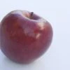 Appelboom (Malus Domestica 'Braeburn') -Aanbiedingen Groene Hekken Winkel malus domestica braeburn
