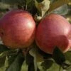Lei-Appel (Malus Domestica 'Delcorf') -Aanbiedingen Groene Hekken Winkel malus domestica delcorf 1 1