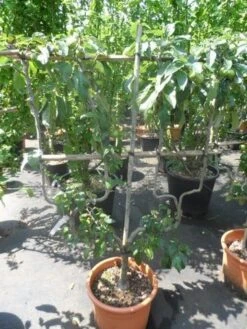 Appelboom (Malus Domestica ) -Aanbiedingen Groene Hekken Winkel malus domestica eetappel dubbel u leivorm 1