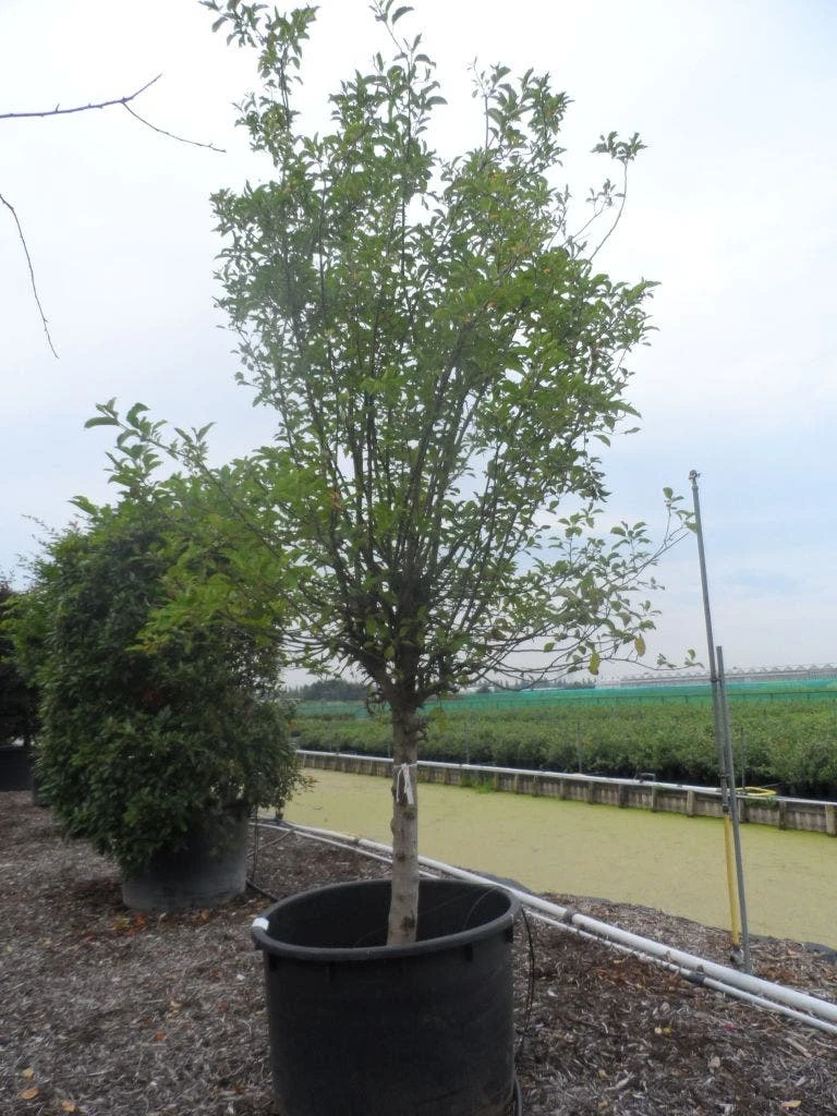 Appelboom (Malus Domestica ) 6 Appelboom (Malus Domestica ) - Afbeelding 4