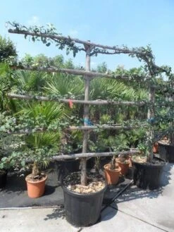 Appelboom (Malus Domestica ) -Aanbiedingen Groene Hekken Winkel malus domestica eetappel oude leivorm 1