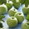 Lei-Appel (Malus Domestica 'Granny Smith') -Aanbiedingen Groene Hekken Winkel malus domestica granny smith