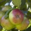 Lei-Appel (Malus Domestica 'Idared') -Aanbiedingen Groene Hekken Winkel malus domestica idared 2