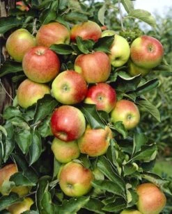 Appelboom (Malus Domestica 'Rode Jonagold') -Aanbiedingen Groene Hekken Winkel malus domestica jonagold 2 1