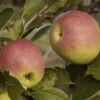 Lei-Appel (Malus Domestica 'Notarisappel') -Aanbiedingen Groene Hekken Winkel malus domestica notarisappel 2