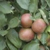 Appelboom (Malus Domestica 'Rode Boskoop') -Aanbiedingen Groene Hekken Winkel malus domestica rode boskoop 1