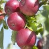 Lei-Appel (Malus Domestica 'Rode Jonathan') -Aanbiedingen Groene Hekken Winkel malus domestica rode jonathan
