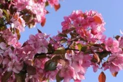 Sierappel (Malus 'Rudolf') -Aanbiedingen Groene Hekken Winkel malus domestica rudolph02 1 3