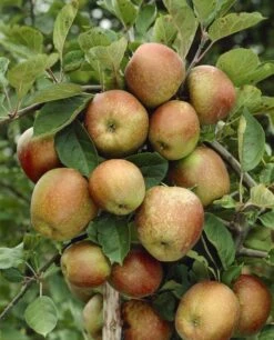 Lei-Appel (Malus Domestica 'Schone Van Boskoop')