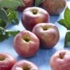 Appelboom (Malus Domestica 'Zoete Ermgaard') -Aanbiedingen Groene Hekken Winkel malus domestica zoete ermgaard