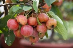Sierappel Als Leiboom (Malus 'Evereste') -Aanbiedingen Groene Hekken Winkel malus evereste03 2 1