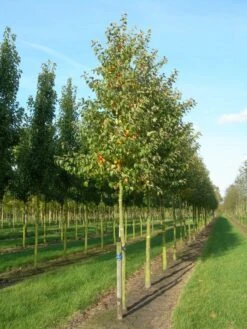 Grote Sierappel (Malus 'Evereste') -Aanbiedingen Groene Hekken Winkel malus evereste 20 25