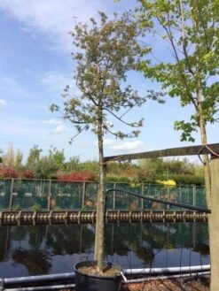 Sierappel (Malus 'Evereste') -Aanbiedingen Groene Hekken Winkel malus evereste 2025cm