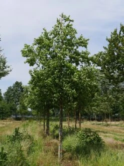 Grote Sierappel (Malus 'Evereste') -Aanbiedingen Groene Hekken Winkel malus evereste 25 30