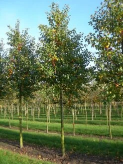 Grote Sierappel (Malus 'Evereste') -Aanbiedingen Groene Hekken Winkel malus evereste 30 35