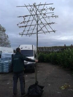 Sierappel Als Leiboom (Malus 'Evereste') 11 Sierappel Als Leiboom (Malus 'Evereste') -Aanbiedingen Groene Hekken Winkel malus evereste lei 2