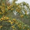 Sierappel (Malus 'Golden Hornet') -Aanbiedingen Groene Hekken Winkel malus golden hornet01