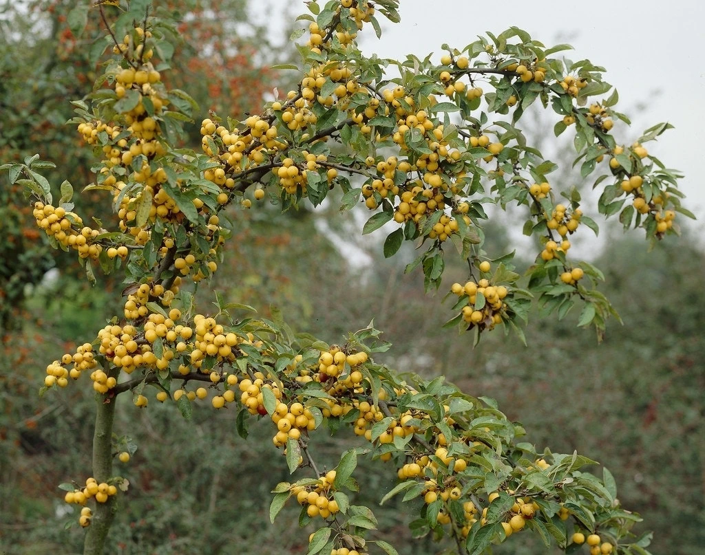 Sierappel Als Leiboom (Malus 'Golden Hornet') 5 Sierappel Als Leiboom (Malus 'Golden Hornet') - Afbeelding 3